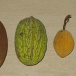 Fruits de T. grandiflorum, T. bicolor, T. speciosum et du cacaoyer