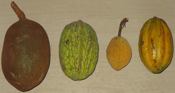 Fruits de quatre espèces de 4 – le cacao commun est la 4e cabosse en partant de la droite.
(Wikipedia, Roy Bateman)