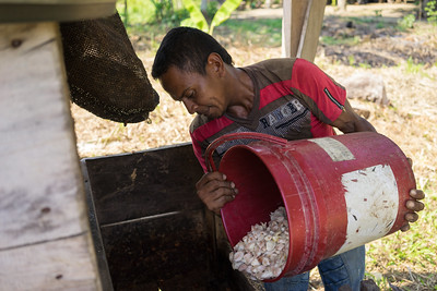 Fèves de cacao mises à fermenter dans une caisse en bois.
