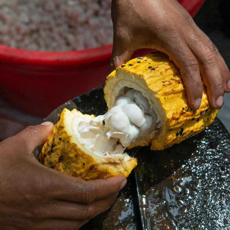 Comment fabriquer du chocolat à partir du cacao